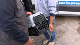 Kadıköyde patlamada mahsur kalan kediyi ekipler kurtardı