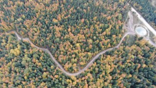 Karabükteki Türkiyenin en büyük blok ormanlarında sonbahar renkleri hakim oluyor