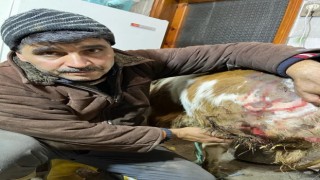 Kastamonuda ayı buzağıya saldırdı