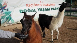 Keçiörende sonbaharla birlikte doğal yaşam şenlendi
