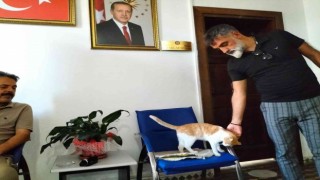 Kedi Sarı kaymakamlığın maskotu haline geldi