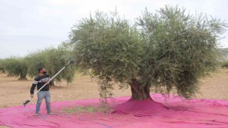 Kiliste zeytinde erken hasat dönemi