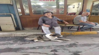 Köpeği için kemik şeklinde pasta hazırlattı: Bobiye doğum günü yaptı