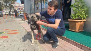 Köpeğin penisi kapana yakalanıp kopunca ameliyatla dikildi