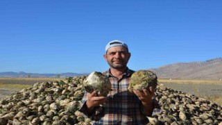 Korkutelinde şeker pancarında yüksek rekolte yüzleri güldürdü