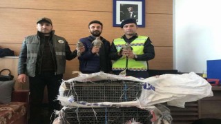 Künyeleri ve nakil izinleri olmayan kınalı kekliklere el konuldu