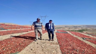 Kurutmalık domates daha da yaygınlaştırılacak