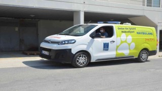 Kuşadasında can dostlar Haybulanslara emanet