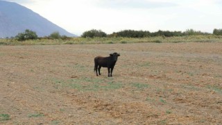 Manisada firari düve güçlükle yakalandı