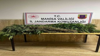 Manisada jandarmadan kenevir operasyonu