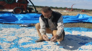 Manyasta Kazak fasulyesi hasadı başladı