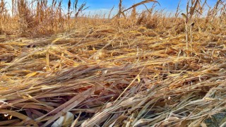 Mardinde şiddetli rüzgar mısırları yere yatırdı