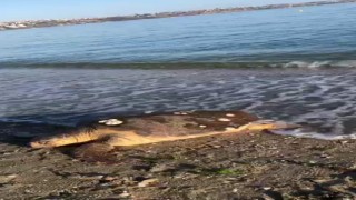 Marmara Denizinde şaşkınlık yaşatan olay, caretta caretta kıyıya vurdu