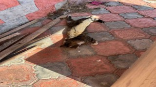 Mersinde köpek ve kedileri zehirleyen şahıs gözaltına alındı
