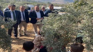 Mersinde minik öğrenciler zeytin hasadı yaptı