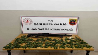 Mısır tarlasında kenevir ele geçirildi