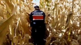 Mısır tarlasında yetiştirdikleri kenevirle esrar üretip ticaretini yaptılar