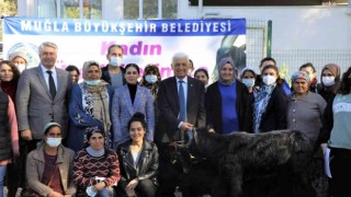 Muğla Büyükşehir Belediyesi Yatağanda Kıl Keçisi dağıtıyor