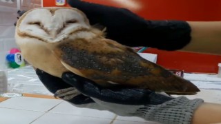 Okul duvarına çarpan peçeli baykuş tedavi altına alındı