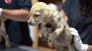 Ölüme terk edilen yavru köpeklere Tarsus Belediyesi sahip çıktı
