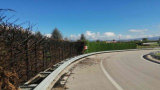 Onlarca ağaç yakıldı