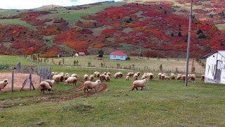 Ordu yaylalarında sonbahar güzelliği