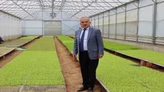 Ordunun fide üretim merkezi