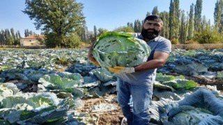 Organik lahanaya ilgi büyük