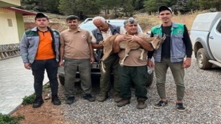 Ormancıların yaralı bulduğu yaban keçisi tedavi altında alındı