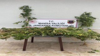 Ormanlık alanda kenevir ele geçirildi
