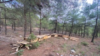Osmaneli Belediyesi sokak hayvanlarına sahip çıkıyor