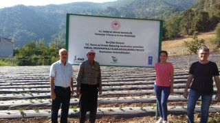 Osmaniye'de 6 çiftçi için hibe destekli çilek bahçesi kuruldu