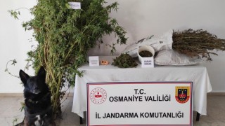 Osmaniye'de Evin odunluğunda esrar, bahçesinde kenevir ele geçirildi