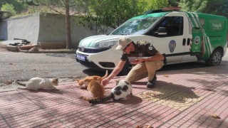 Osmaniyede sokak hayvanlarına mama bırakıldı