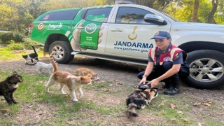 Osmaniyede sokak hayvanlarına mama desteği