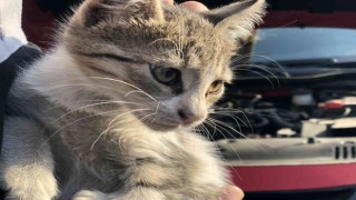 Otomobilin motor kısmına giren yavru kedi kurtarıldı
