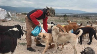 (Özel) Bursada 16 gönüllü, kurdukları barınakta 300 sokak hayvanına bakıyor