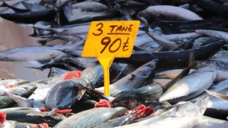 Palamut bereketi devam ediyor: 3 tanesi 90 TL