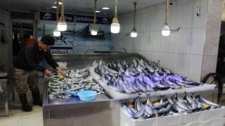 Palamut bereketi sürüyor