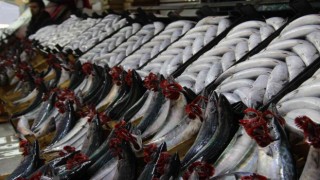 Palamut fiyatları dibe vurdu: 700 gram palamut 25 TL