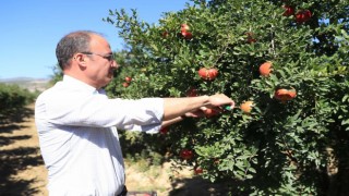 Pamukkale Belediyesinden nar ve ayva için coğrafi işaret atılımı