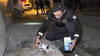 Polislerin hırsız var diye tırmandıkları evden yavru kedi çıktı