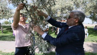 Rektör Şahin yarışa katıldı, öğrencilerle kıyasıya iğde topladı