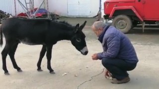 Rizede başı boş sıpa yakıt istasyonuna sığındı
