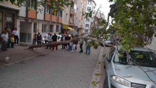 Rüzgara dayanamayan ağaç otomobilin üzerine devrildi