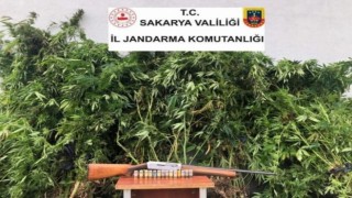 Sakaryada 120 kök kenevir bitkisi, 3 kilo 810 gram esrar yakalandı