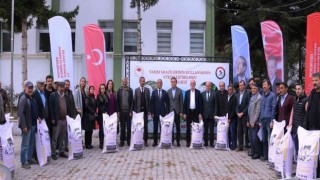 Samsunda yerli ve milli buğday çeşitleri yaygınlaşıyor