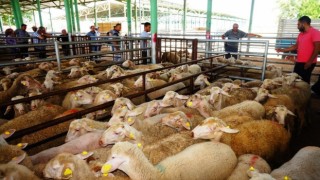 Sarıgöl Canlı Hayvan Pazarı tedbir amaçlı 45 gün kapatıldı