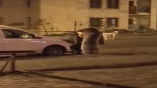 Sarıkamışta ayılar sokaklarda dolaşıyor