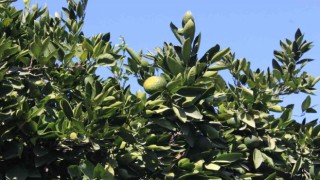 Satsuma mandalinada altın yıl